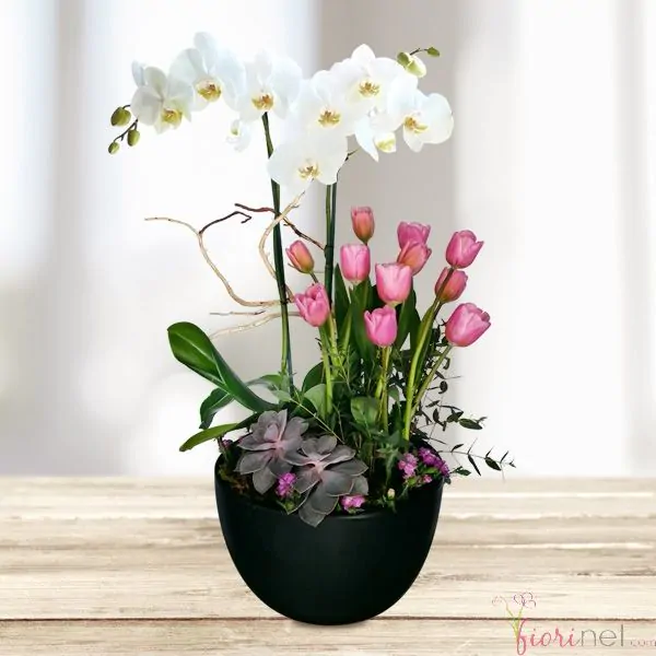 Jardín de tulipanes y orquídeas - arreglo combinado FioriNet