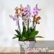 Orquídeas multicolor, 8 tallos