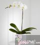 White Orchid Planter