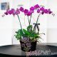 Santuario, orquídea phalaenopsis morada 4 tallos 