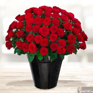 150 Rosas Platinum
