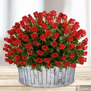 200 Rosas