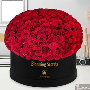 300 rosas BS