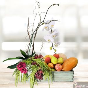 Frutal Phalaenopsis