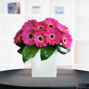 Gerberas Contempo
