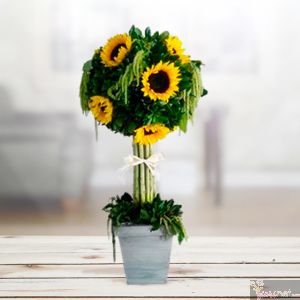 Girasoles Amish
