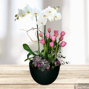 Jardin de Tulipanes y Orquídeas