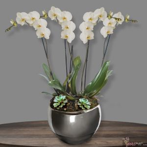 Orquideas Britannia, 4 tallos