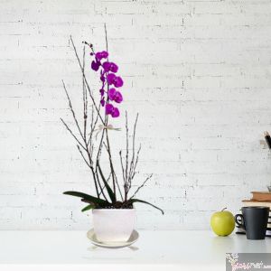 Orquídea Mon Amour