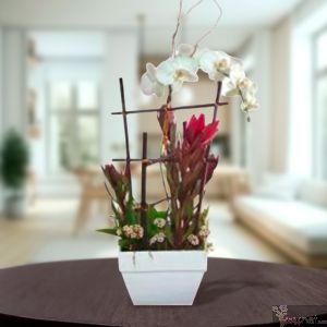 Orquídea Phalaenopsis en Estructura