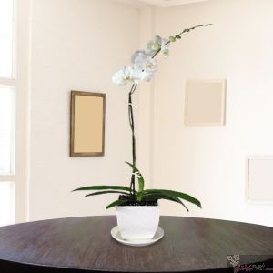 Orquídea Premium en Maceta