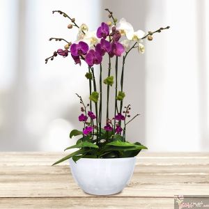 Orquídeas Renacer, 8 tallos