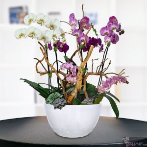 Orquídeas Luxury, 10 tallos