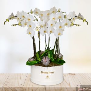 Orquídeas Phalaenopsis BS, 14 tallos (blancas)