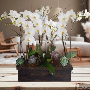 Orquídeas Prime, 8 tallos