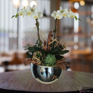Orquídea Platinum