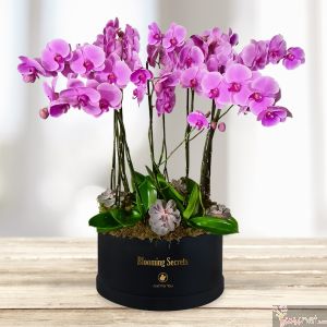 Orquídeas Phalaenopsis BS, 14 tallos (morado-rosa)