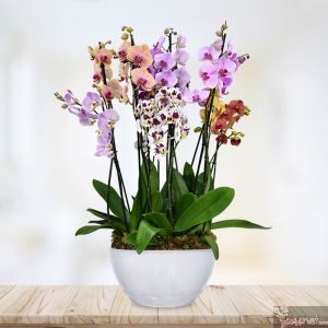 Orquídeas multicolor, 8 tallos