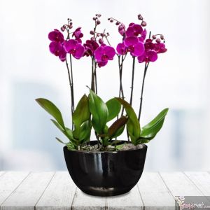 Phalaenopsis Eternity, 6 tallos