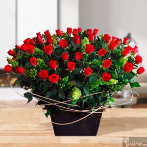 Rosas Nouveau 100