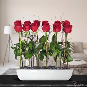 Rosas Véneta