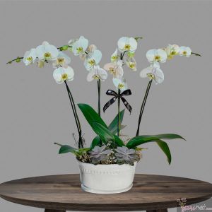 Santuario, orquídea phalaenopsis blanca 4 tallos 