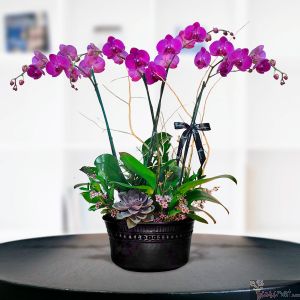 Santuario, orquídea phalaenopsis morada 4 tallos 