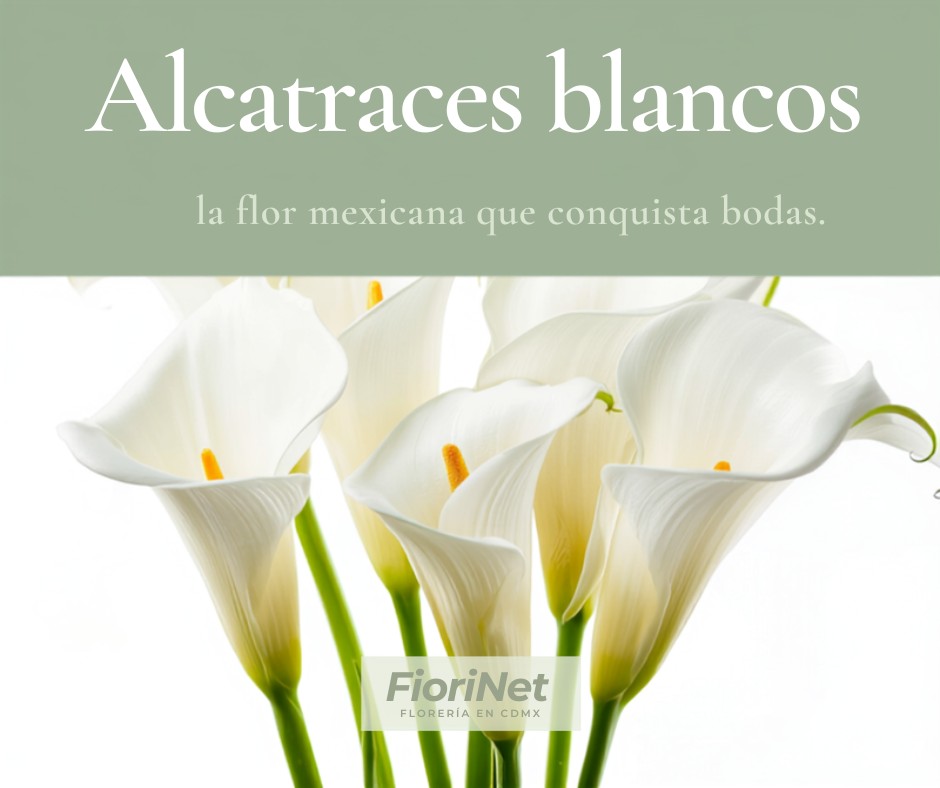 Alcatraces blancos: la flor mexicana que conquista bodas