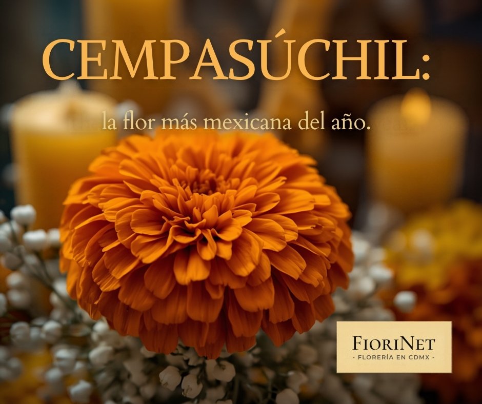 Cempasúchil: la flor más mexicana del año
