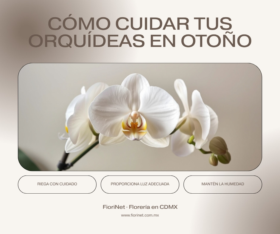 Cómo limpiar y hidratar tus orquídeas en otoño