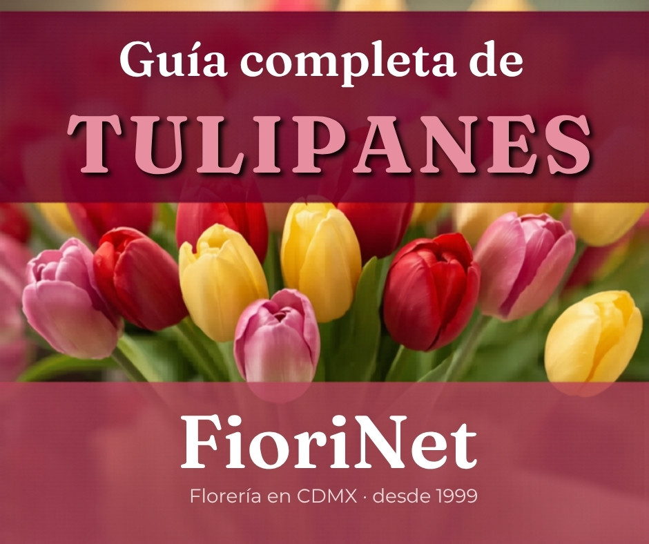 Guía completa de tulipanes: tipos, colores y cuidados en CDMX