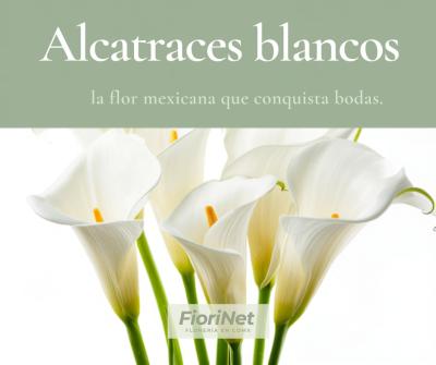Alcatraces blancos: la flor mexicana que conquista bodas