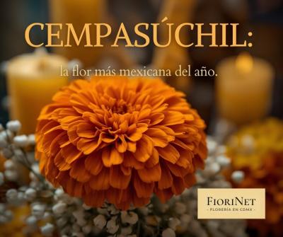 Cempasúchil: la flor más mexicana del año