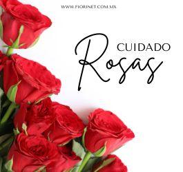 Cuidado de las rosas
