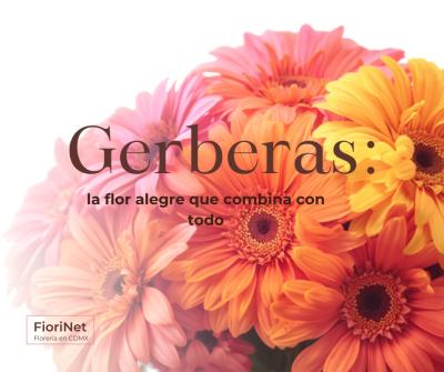 Gerberas: la flor alegre que combina con todo
