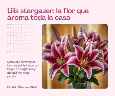 Lilis stargazer: la flor que aroma toda la casa