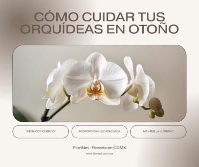 Cómo limpiar y hidratar tus orquídeas en otoño