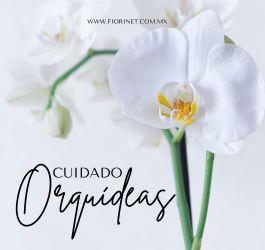 Cuidado de las orquídeas phalaenopsis