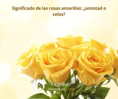 Significado de las rosas amarillas: amistad o celos según el contexto