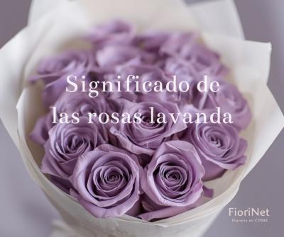 Significado de las rosas lavanda: encanto y amor a primera vista