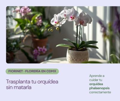 Cómo trasplantar tu orquídea phalaenopsis sin matarla