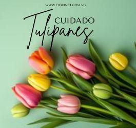 Cuidado de los tulipanes