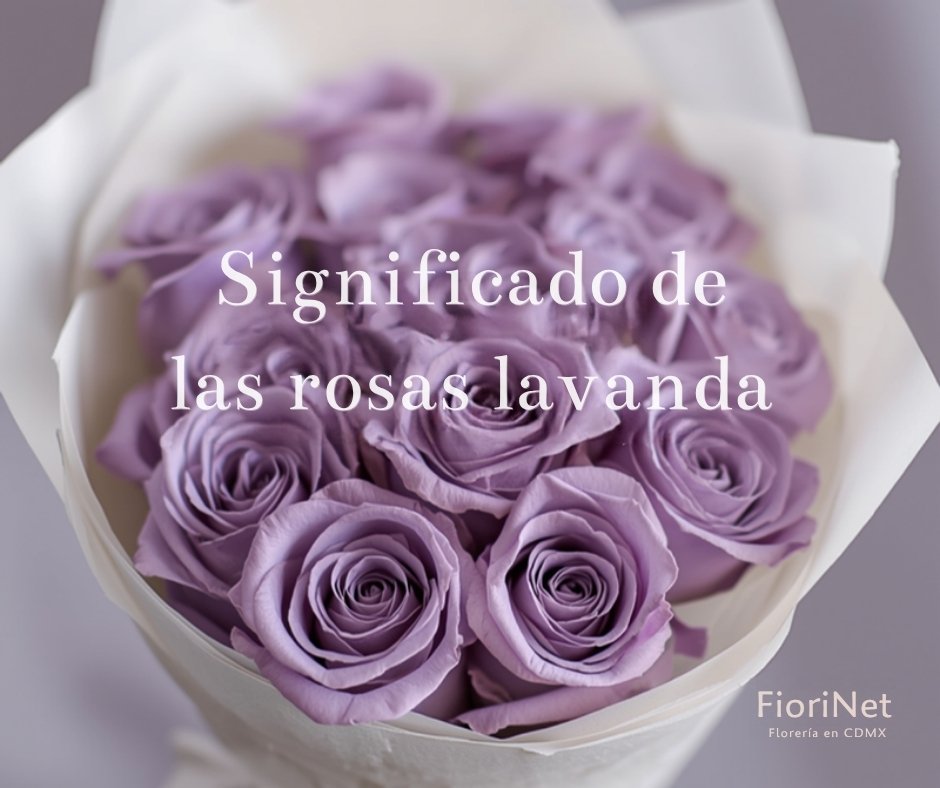 Significado de las rosas lavanda: encanto y amor a primera vista