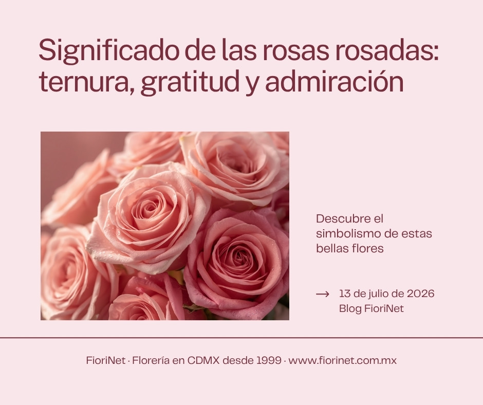Significado de las rosas rosadas: ternura, gratitud y admiración