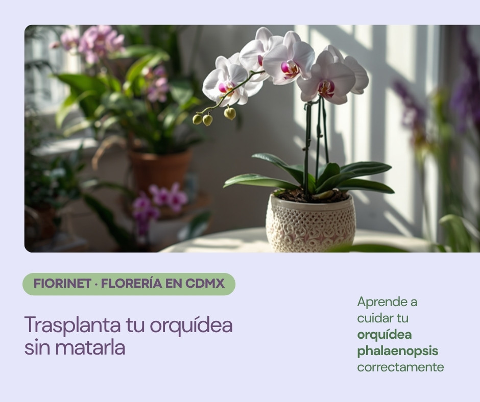 Cómo trasplantar tu orquídea phalaenopsis sin matarla